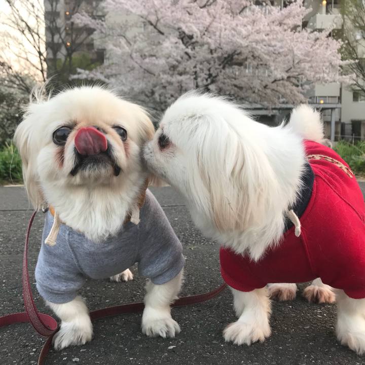 Ab593159 68c7 4123 a335 c412bf01dbc2 1522320628938