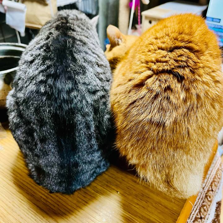 Ab59a4b7 b73d 4730 be78 9efc0ed3b96f 1774809963976