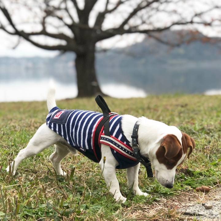 Ab5a60e4 f2bd 4618 880a b06fcf8a7d81 1543653798936