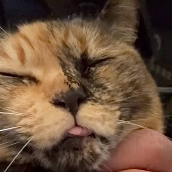 Ab5cf035 5f19 4a46 a48d a0d2b315e559 1773399610389