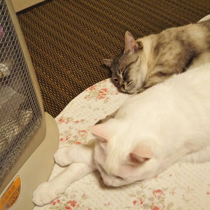 Ab5f9bfc 30ce 4dae 8bb8 317edf11b3d0 1587738604312