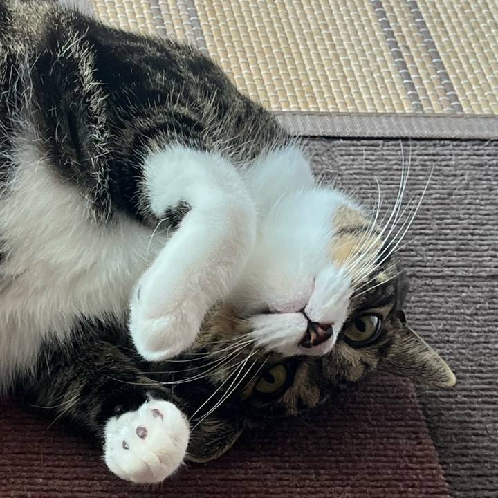 Ab62f6cd 105f 492c a6e1 e9b14174ab80 1758582942424