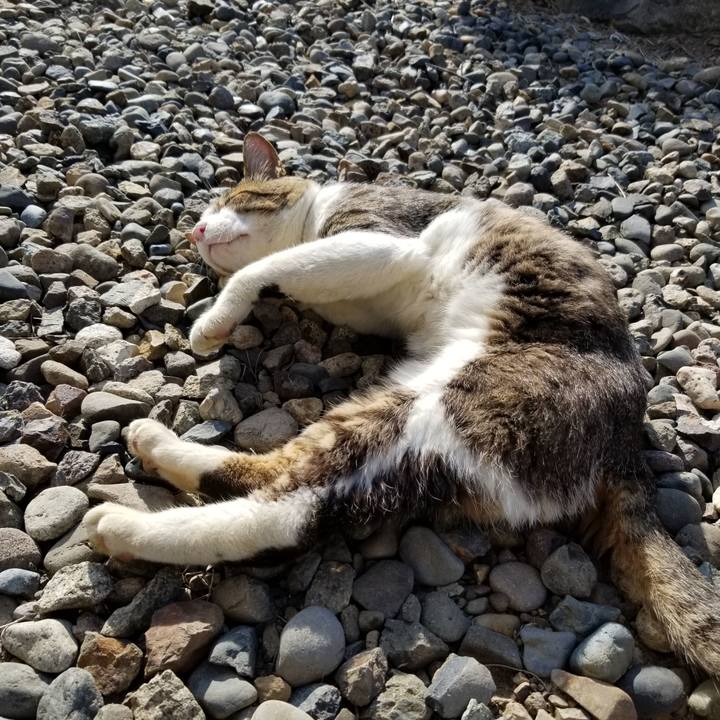 Ab6653bc 32d0 4356 a473 e82e94b8d4ef 1598515269307