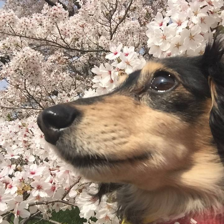 Ab6c27bd ccbb 43ea b9b9 61df1d69d14b 1522765305975