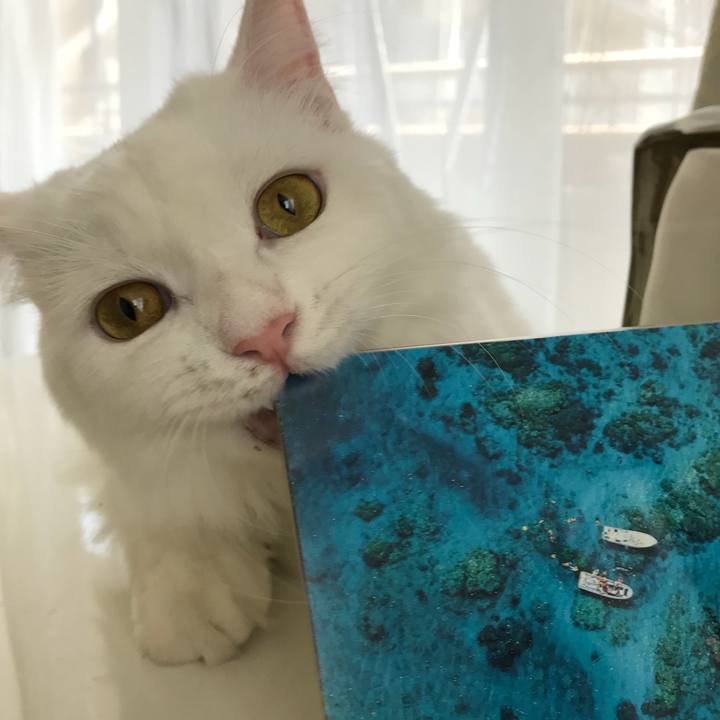 Ab6c4352 96c7 4bd3 a54e 383f676d1a96 1531783091674