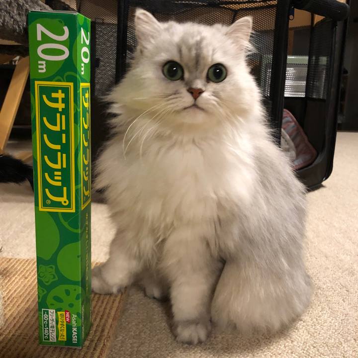 Ab72188c e679 4884 8a58 e3844f9d1b5e 1585144332665