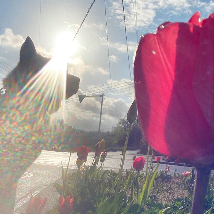 Ab74211a c85f 498e 9671 0161c9d9e75b 1587595968806