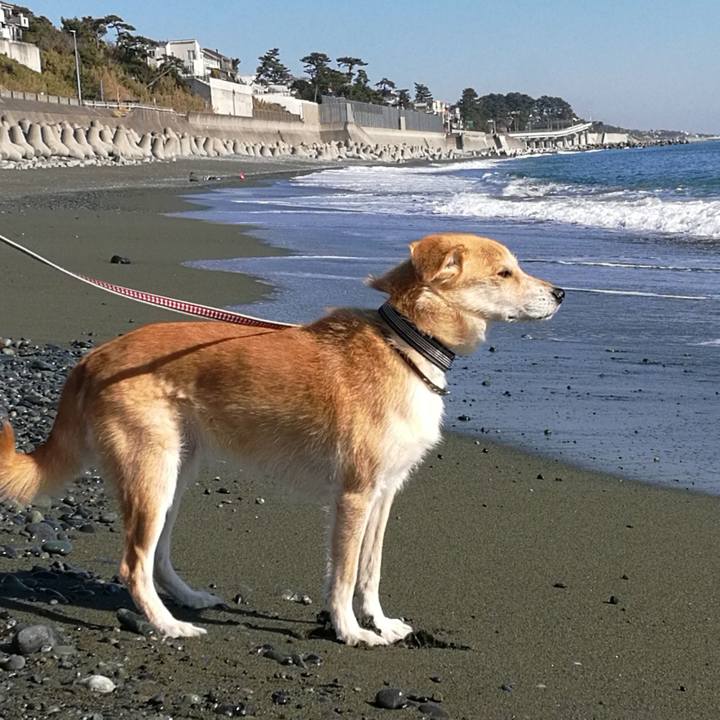 Ab784e17 9984 4bf3 a7bb 94592a566939 1514782652399