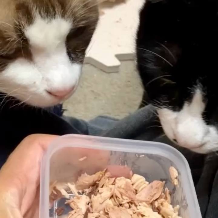 Ab7b9802 c8e5 4bc6 814f eb70981b3886 1729999458771