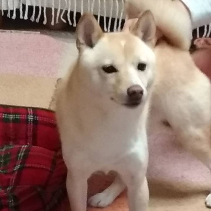 Ab7d3f09 a753 4d4c 8de3 85bed85dcb0e 1542456074715