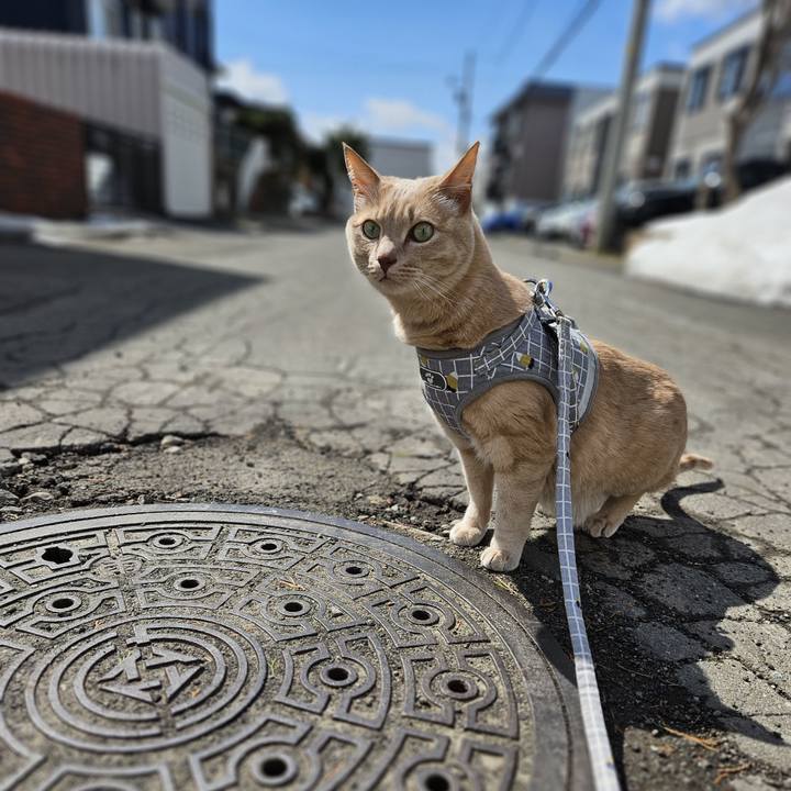 Ab8b70e4 89c1 41ef be78 a32da4ee8c8c 1743216235196