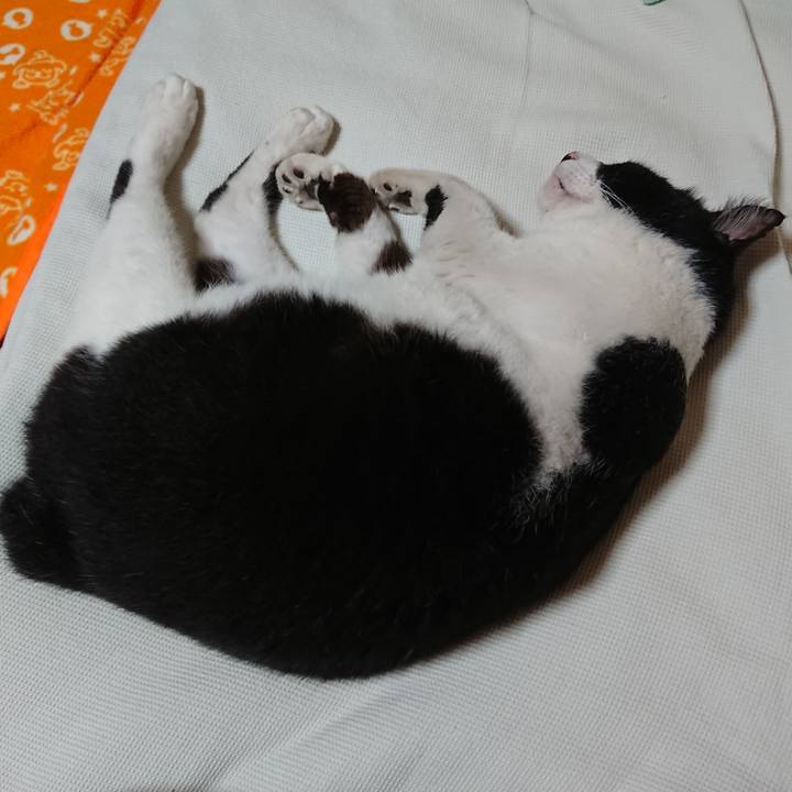 Ab8de88b c165 4707 a8a1 55014e730756 1533765875669