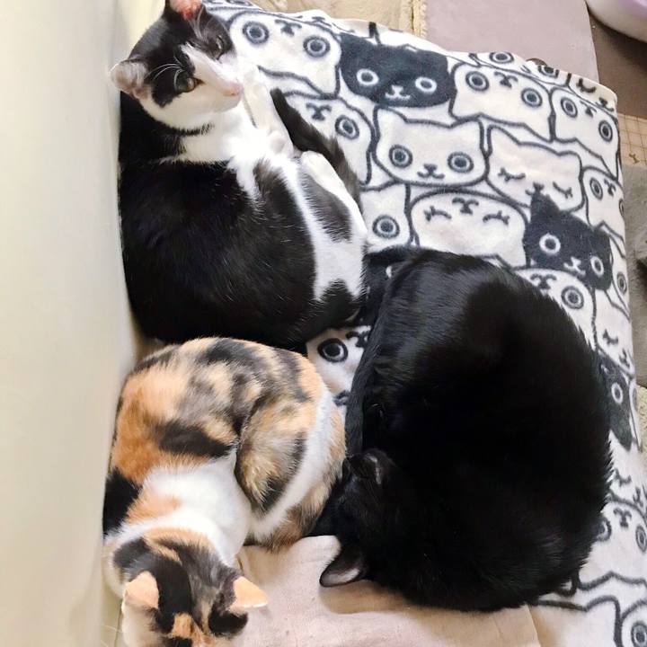 Ab8eab8a 5630 4acd 9948 c3303f83c455 1507854405886