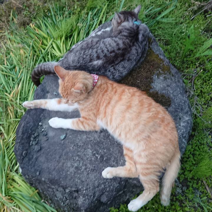 Ab91f99a e26e 43be 83c3 f13b7ed72a97 1559641956859