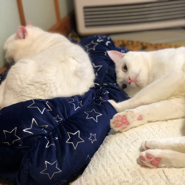 Ab9476e8 6bf5 4990 bb7d 6d3623e018e6 1542452868026