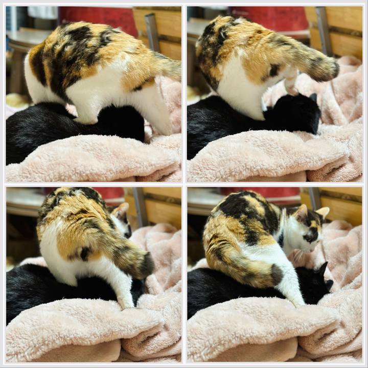 Aba097a1 cd7d 4ed5 b7ee 0c70259e49cf 1680487462493