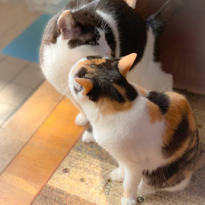 Aba0c343 8c5c 45c1 af79 239e600c052f 1559268087016