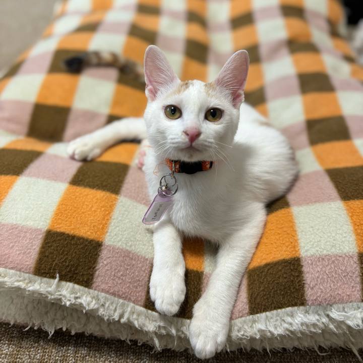 Aba21e03 8ea4 426e 91c7 fbd343a7a2cd 1766926194430