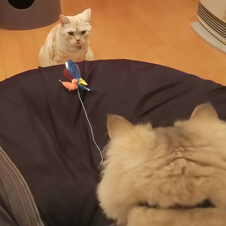 Aba34f3c a9f0 40a3 afad 5ebad4074b8f 1598923560231