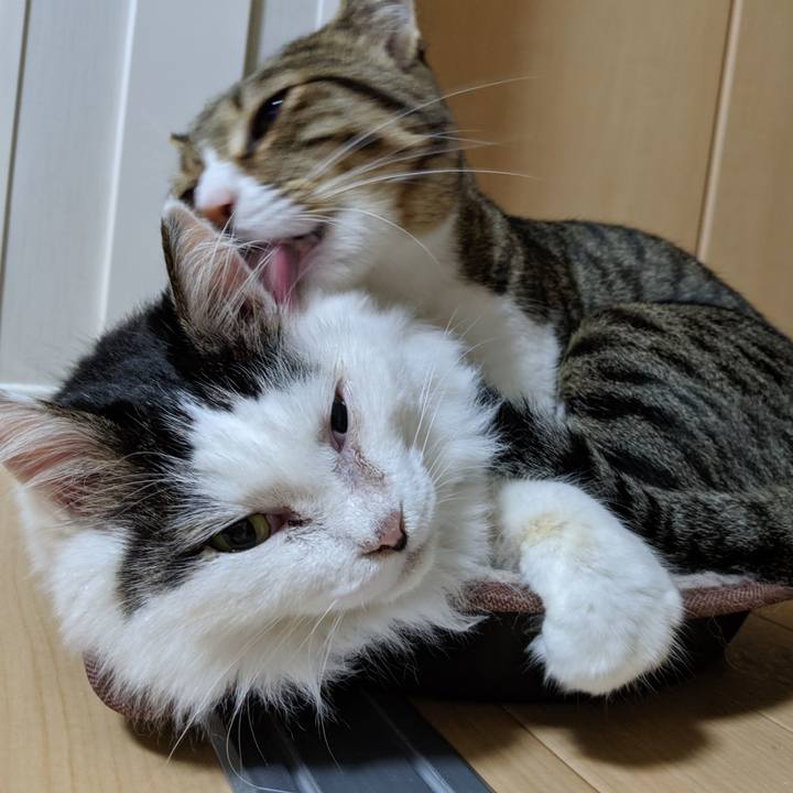 Aba6666b 3203 44b3 b233 9f8ae36dff9e 1565782082606