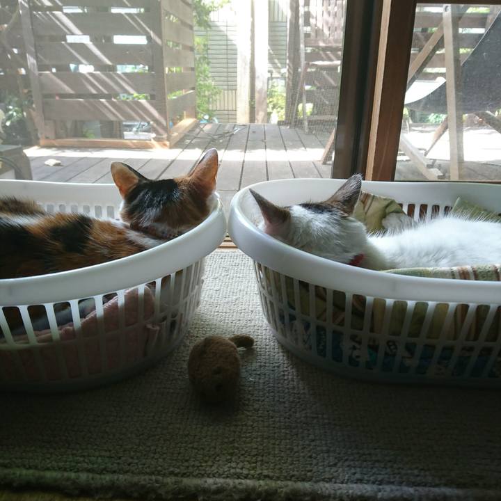 Aba6af62 c3dd 4889 8e9a 7e70244e4744 1533686482493