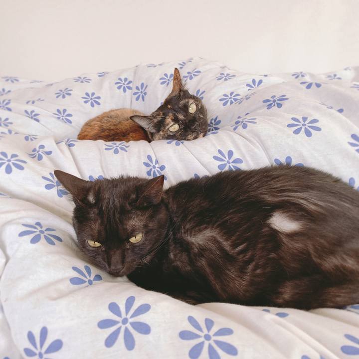 Aba768a1 356a 47c2 ba36 1fc9363e5984 1556410140402