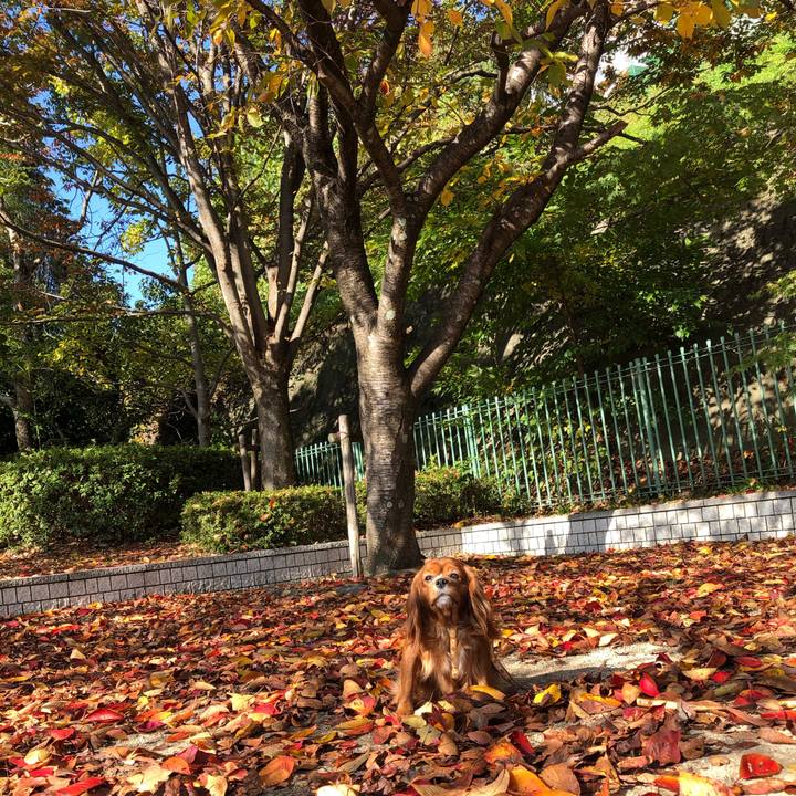 Abaa7a6b 3890 4338 92c1 4a199fcd7641 1605823630857