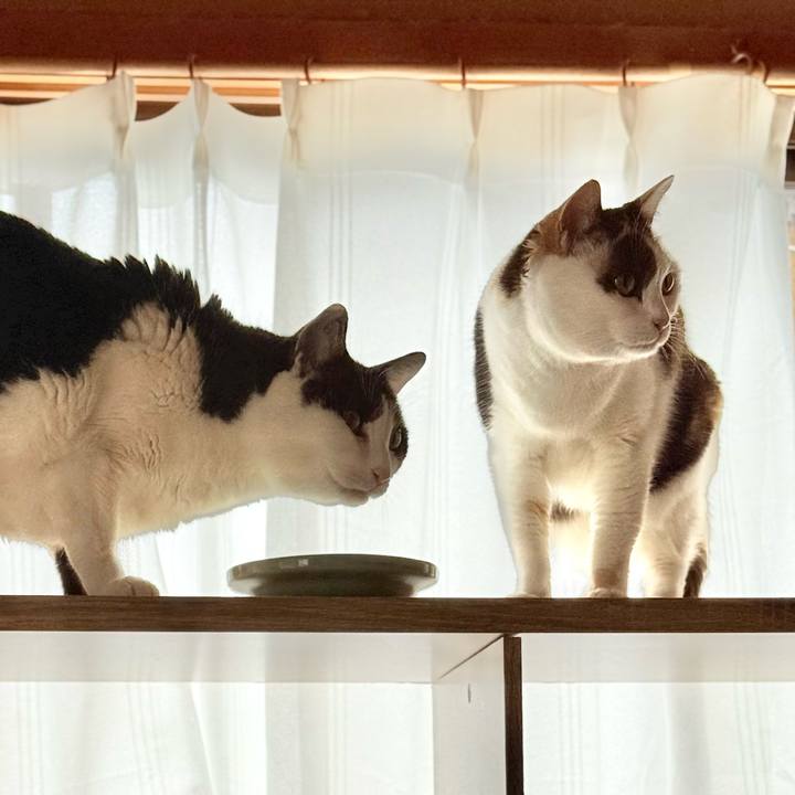 Abab3ba9 a1f1 4df0 8276 b10a591c6c79 1740709205446