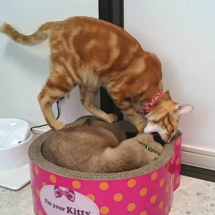 Abac47de 659c 4457 a769 af5e9053e2ad 1544880430974