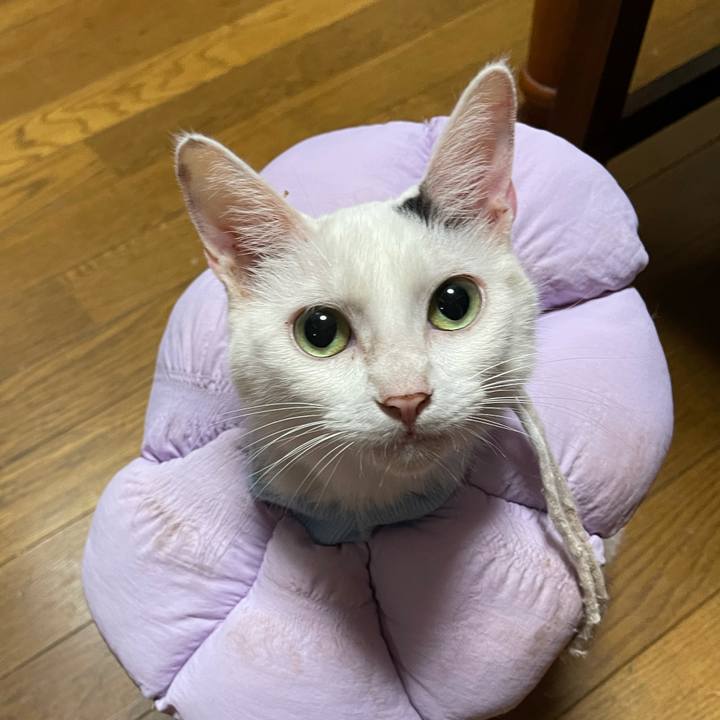 Abadfca1 1797 4498 9936 5ae3b4cb37cd 1761000723771