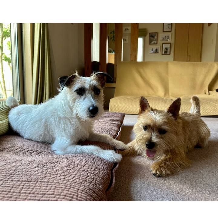 Abae4f6c 054a 40b0 afc7 15d7c848cdcd 1748387810780