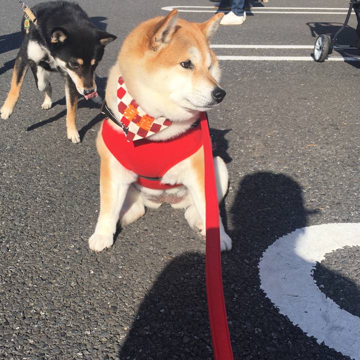 Abaf3d6f ec21 4b8b 9f0a 42360b83abe8 1575195155721