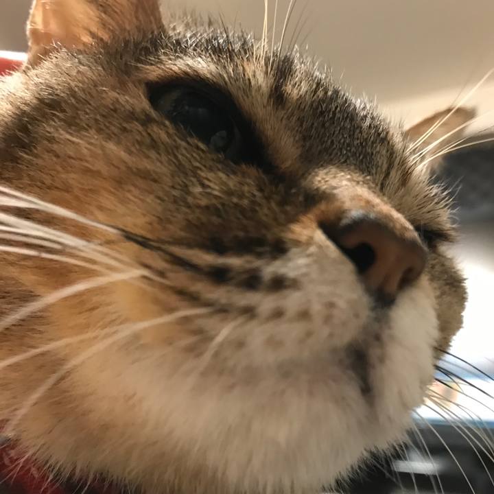 Abb01eab 7210 41d0 9381 9a0ade7c0e6c 1549756781140