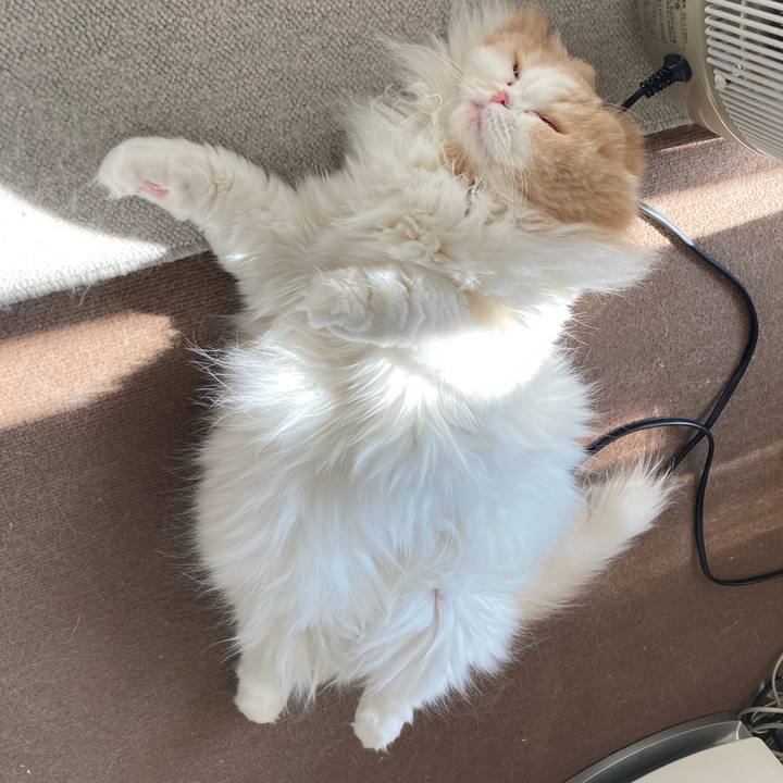 Abb1bbc0 f091 41a7 80a9 64681f4956e8 1612737816314