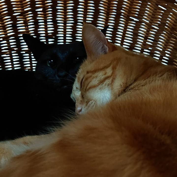 Abb26639 5a93 47e5 92da 87de4ab6bd3b 1543539524467