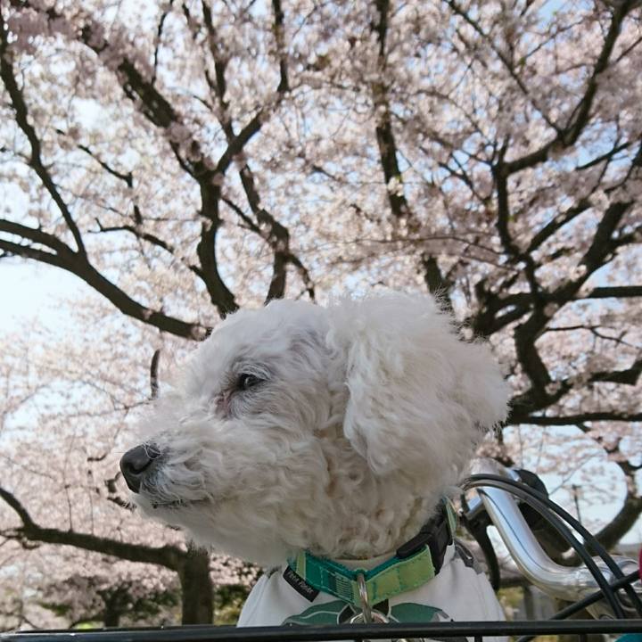 Abba7de0 f102 4bac bf95 f7c429e665c1 1522464014815