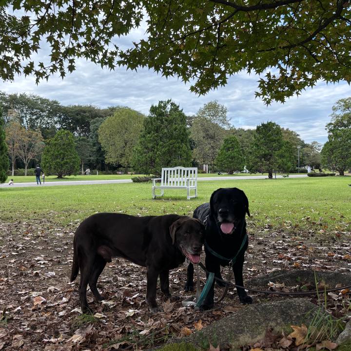 Abbb863c bf88 45c7 9afd 119dcc3692f4 1760964368456