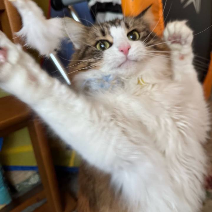 Abbe5247 3ea3 4b99 81d3 6bdbca410e2a 1770783740002