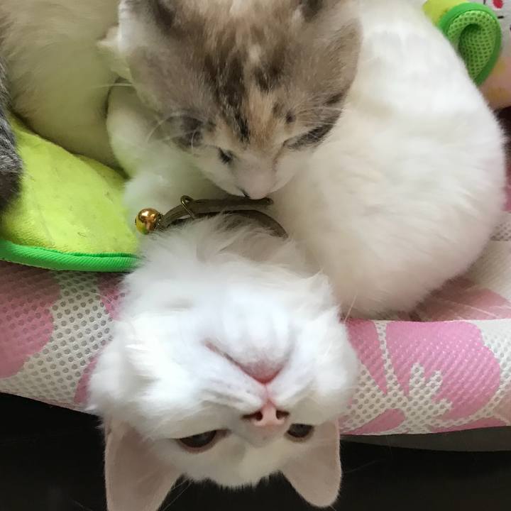 Abc264db d127 4485 9fc6 4f4939a343ab 1510389421332