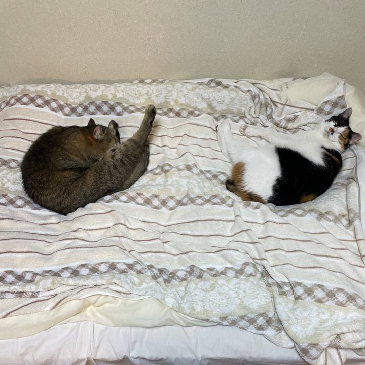 Abc60187 d468 479c a3e2 1ff56e2c9655 1687601880414