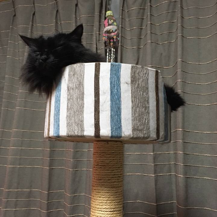 Abc86033 e967 4c9a 82d7 a012699a0df0 1546187880373