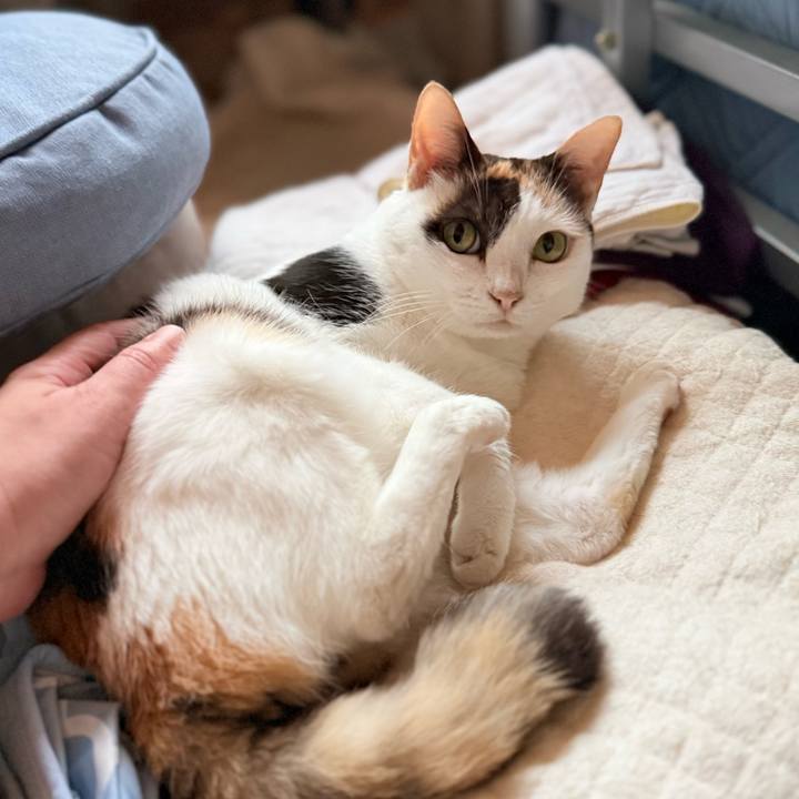 Abc8edef 8d41 4475 92f2 54df539a54d1 1760493733994