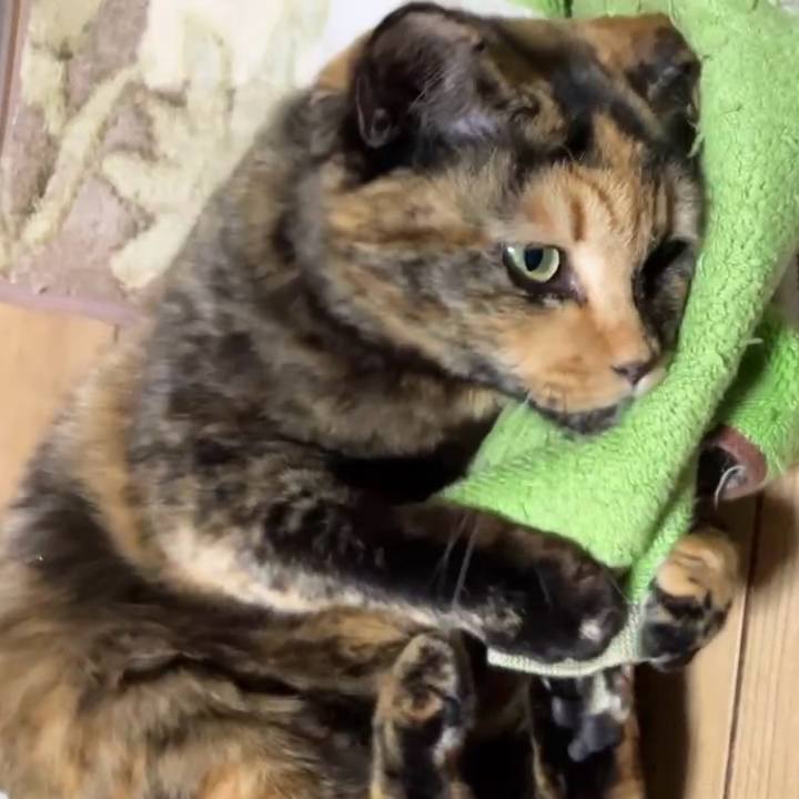 Abcc2df0 e831 46aa aff3 c934119dc82d 1736714019028