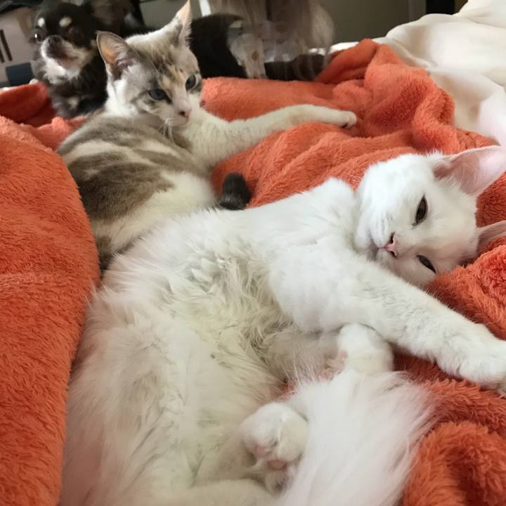 Abcc950f 8140 4768 8ca4 2ebba6389dcb 1512515276589