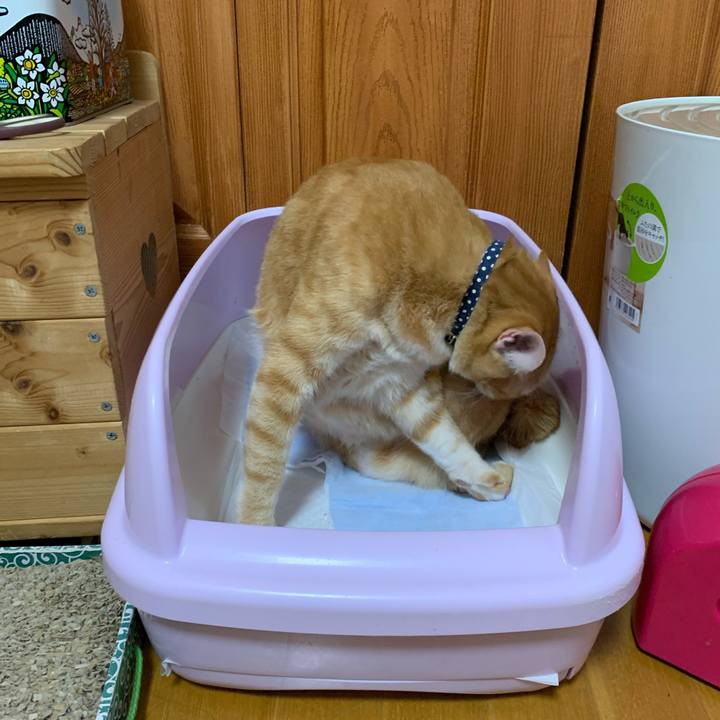 Abcea0b8 80c9 48b1 9d8e ae035836e21e 1604615123769