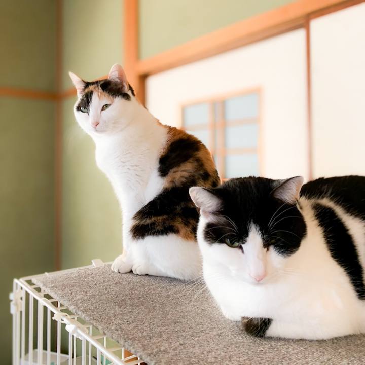 Abcf0862 3afa 467d 8abb 9aec54381e0f 1587864700440