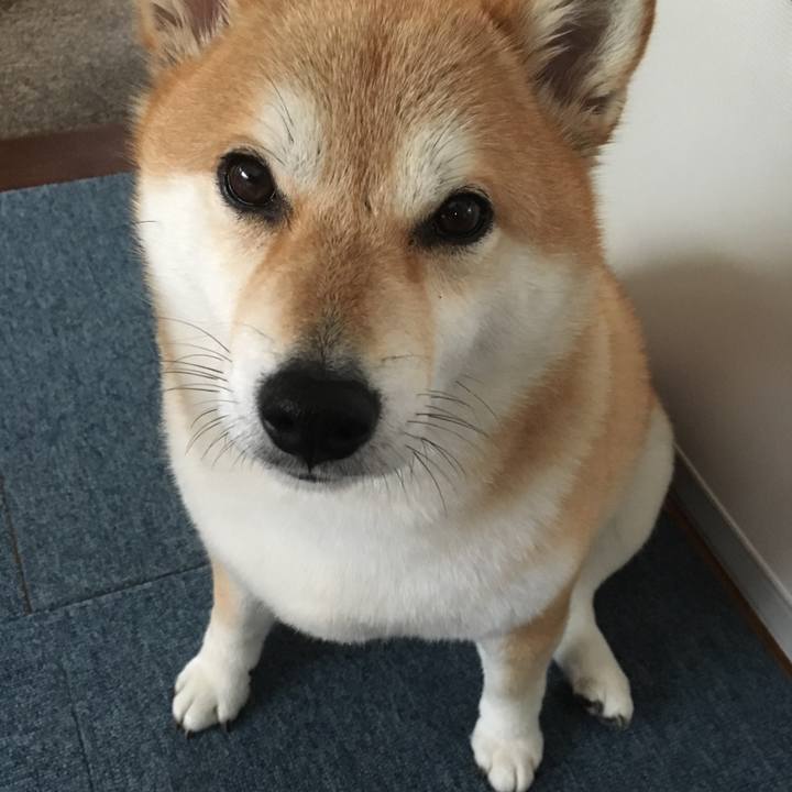 Abd57928 7c8c 4e75 adb9 c57f51f1cc15 1543034824227