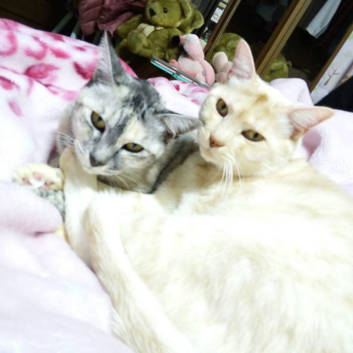 Abd739db 9c38 417f 9905 d3cac86ba739 1512478527224