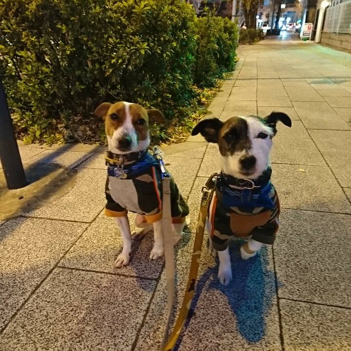 Abe0ac95 ec25 45b4 8ba9 83dcc5036160 1546464950137