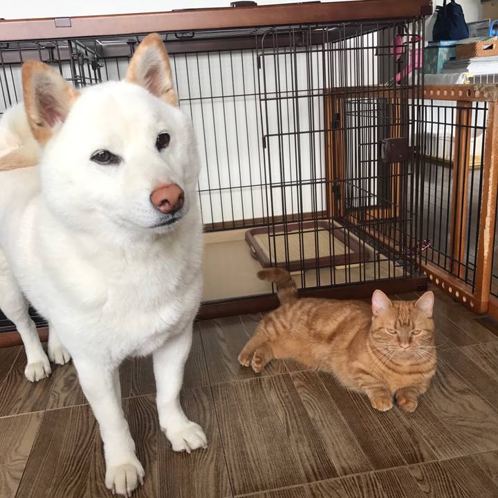 Abe3778a b33b 40fb b352 c44aab676cf4 1524799931505